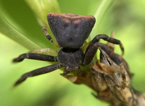 Réf. 341 247 : Pistius truncatus